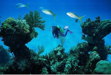 手机APP《宝可梦Sleep》发布使用方法介绍影片 7月下旬发售